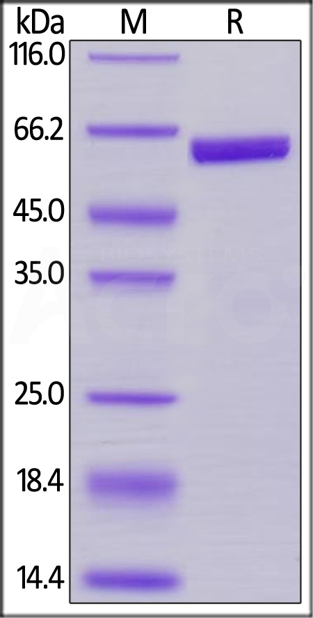 Prolactin SDS-PAGE