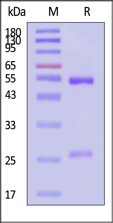 PRN-MY323-sds