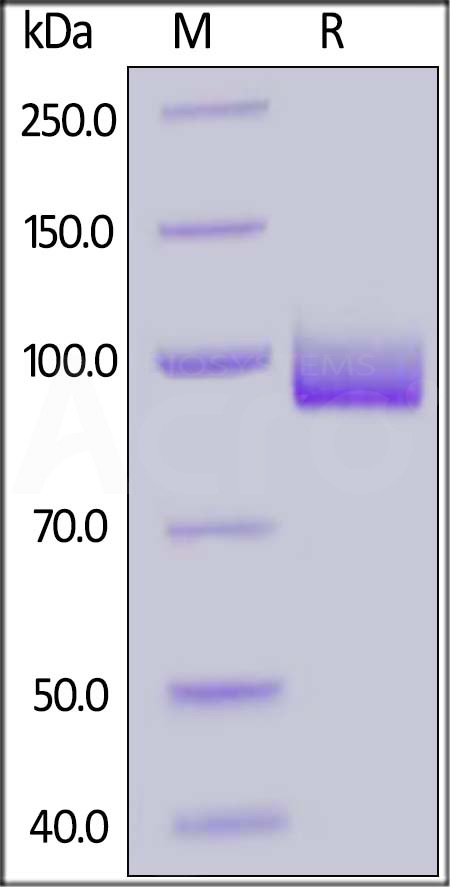 PSMA SDS-PAGE