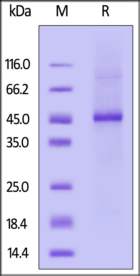 PTX3 SDS-PAGE