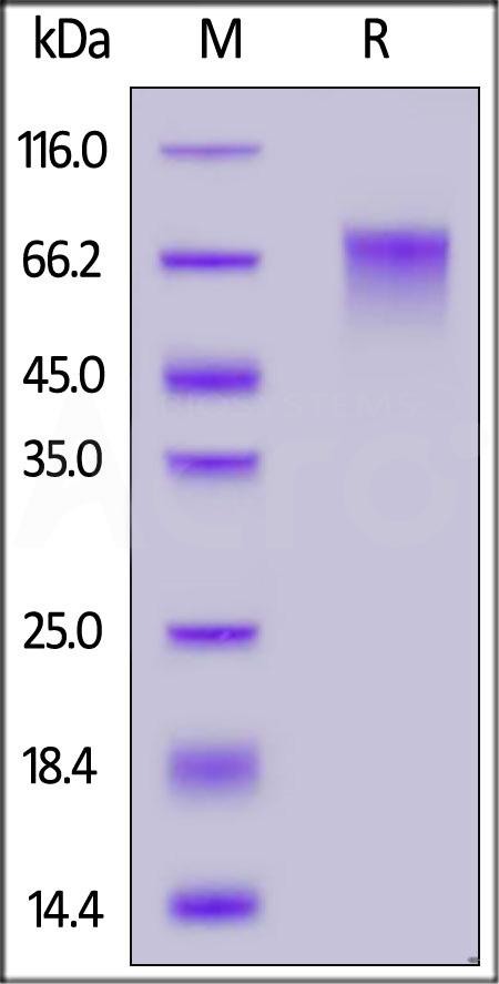 Nectin-3 SDS-PAGE