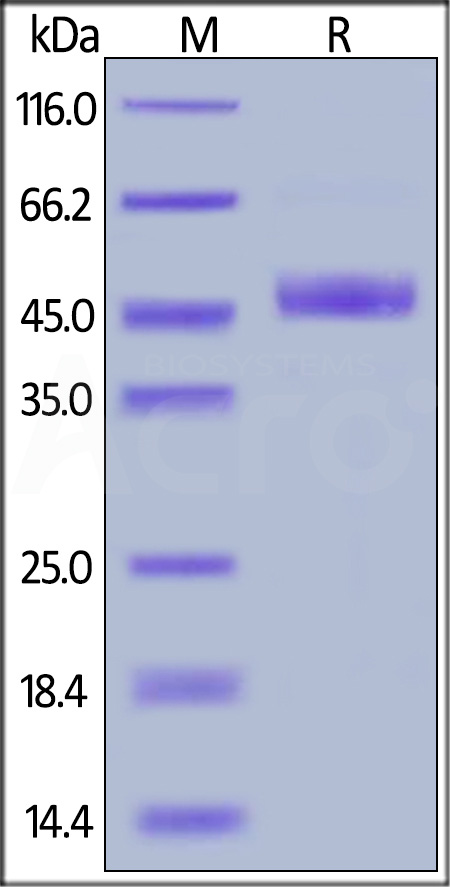 Cynomolgus PVRIG, Fc Tag (Cat. No. PVG-C5259) SDS-PAGE gel