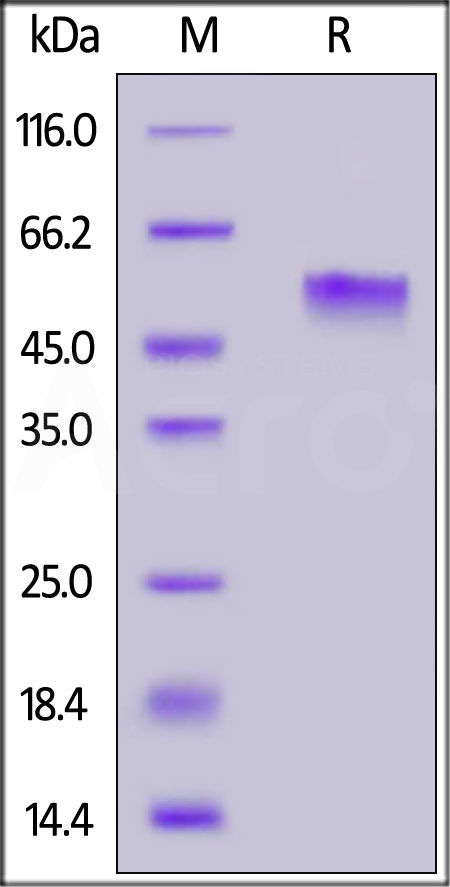 Human PVRIG, Mouse IgG2a Fc Tag (Cat. No. PVG-H5259) SDS-PAGE gel