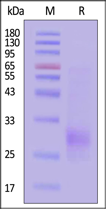 PVG-M82E3-sds