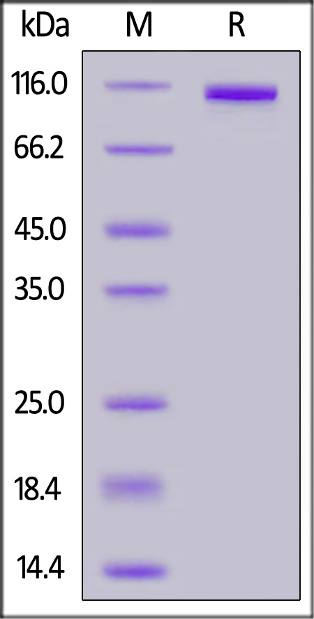 RB1-H82E5-sds