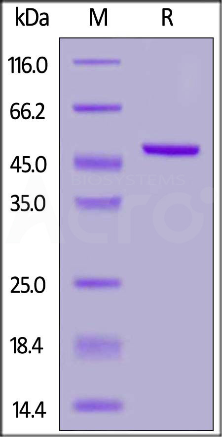 Protein L SDS-PAGE