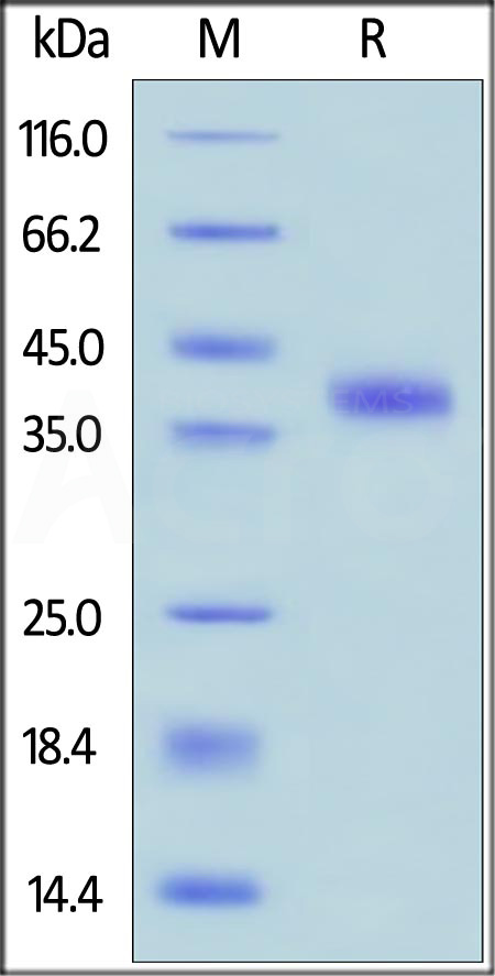 R-Spondin 1 SDS-PAGE