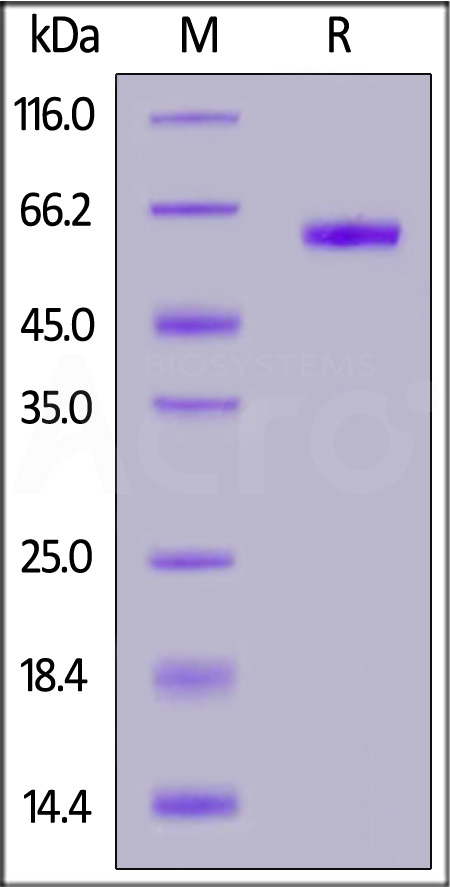 RSF-V52H7-sds