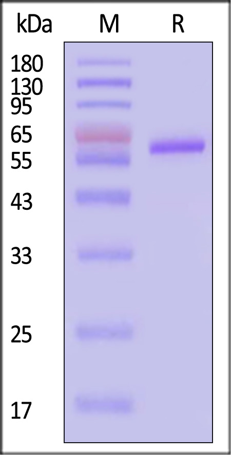 RSF-V52H8-sds