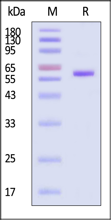 Pre-Fusion glycoprotein F0 SDS-PAGE