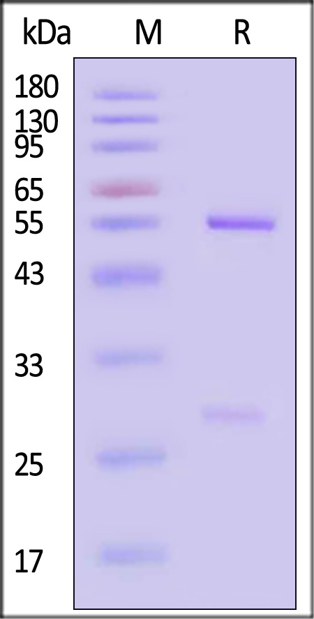 RSV-M662-sds