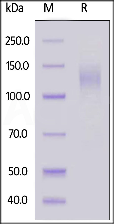 S1N-C82E9-sds