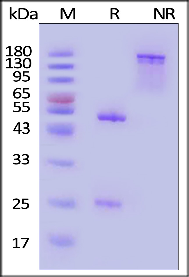 S2N-S86-sds