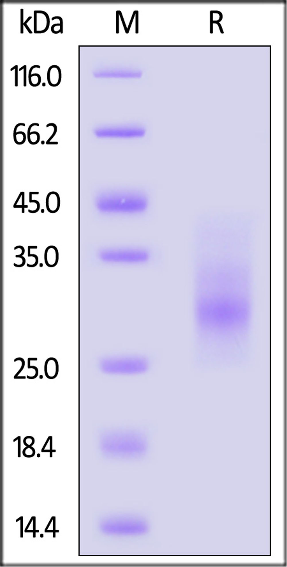 SCF-H52H3-sds