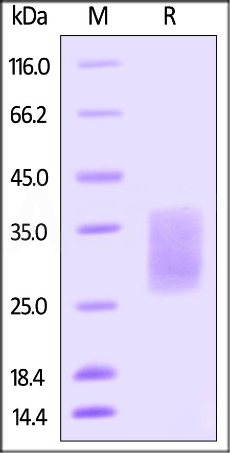 SCF-H82E1-sds