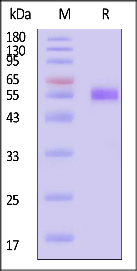 Serpin A1 SDS-PAGE