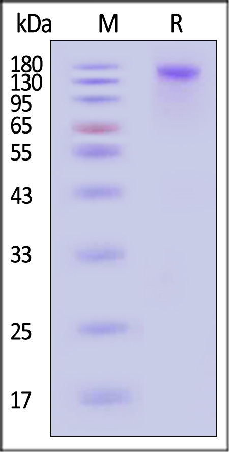 SEZ6 SDS-PAGE