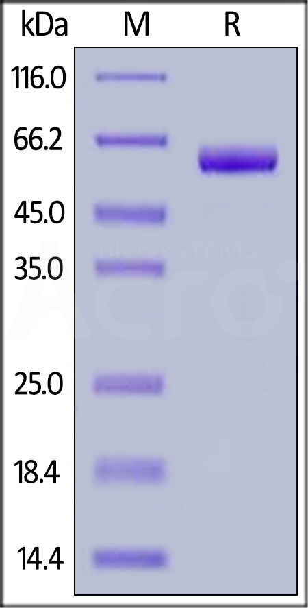 Siglec-15 SDS-PAGE