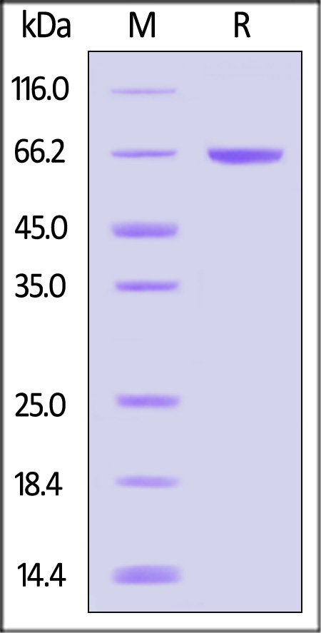 SHP-2 SDS-PAGE