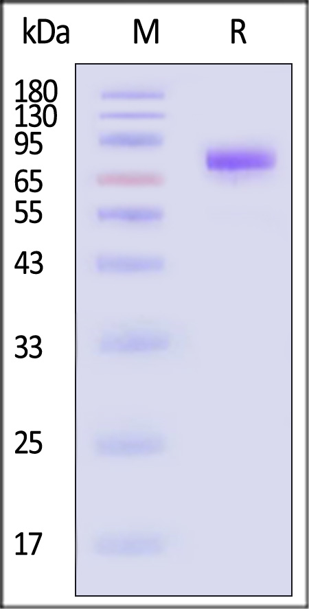 SI0-C82E5-sds