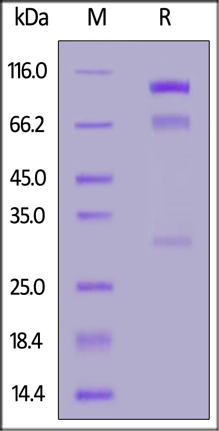 Siglec-10 SDS-PAGE