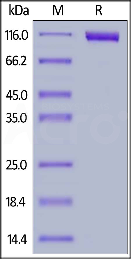 Siglec-10 SDS-PAGE