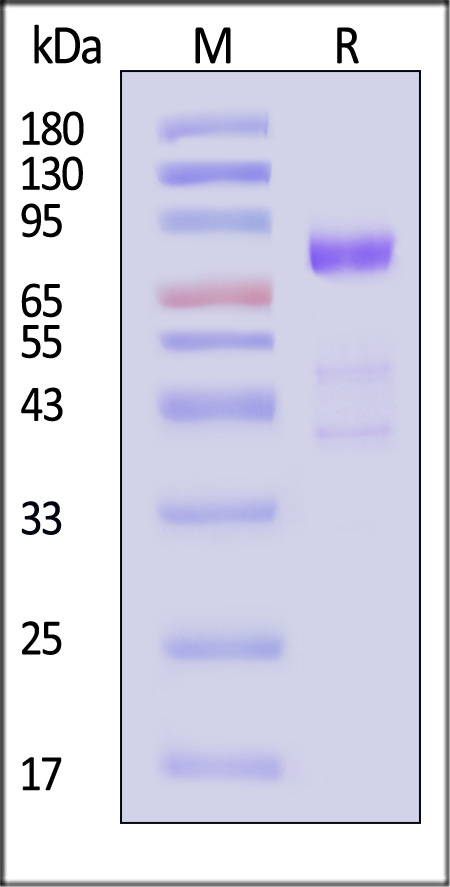 SI0-M52H7-sds