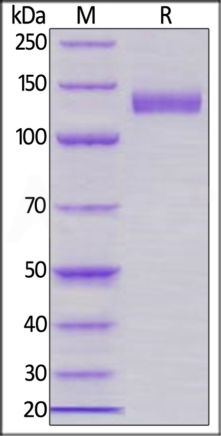 Siglec-2 SDS-PAGE