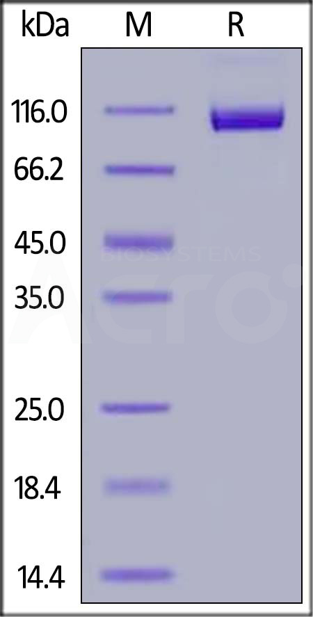 Siglec-2 SDS-PAGE