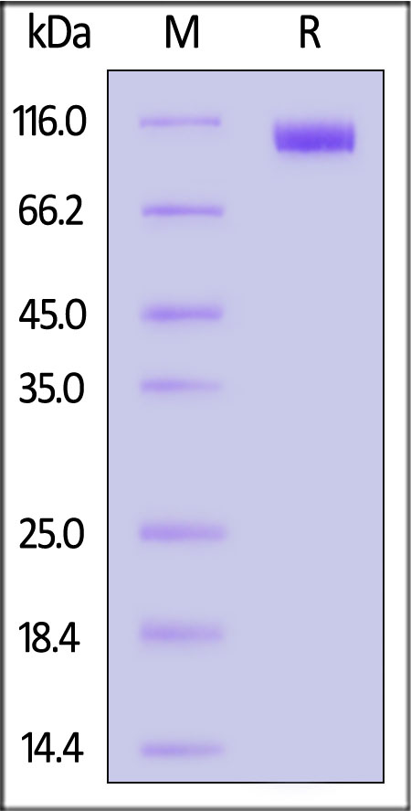 Siglec-2 SDS-PAGE