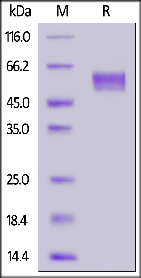 Biotinylated Human Siglec-8, His,Avitag (Cat. No. SI8-H82E9) SDS-PAGE gel