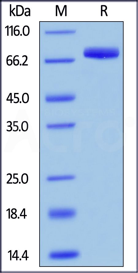 SIRP alpha SDS-PAGE