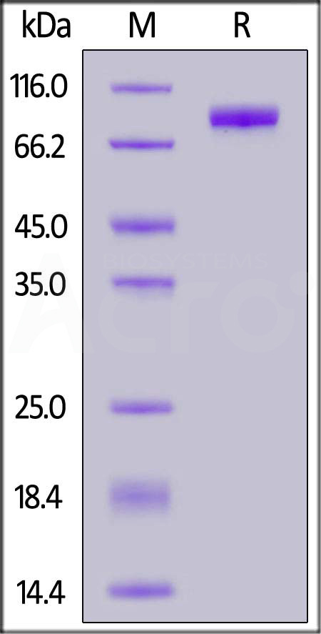 Biotinylated Human SIRP alpha, Mouse IgG2a Fc,Avitag (Cat. No. SIA-H82A3) SDS-PAGE gel