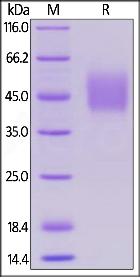 SL1-H52H0-sds