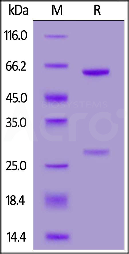 Spike RBD SDS-PAGE