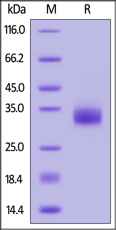 Spike RBD SDS-PAGE