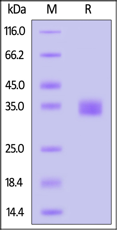 Spike RBD SDS-PAGE