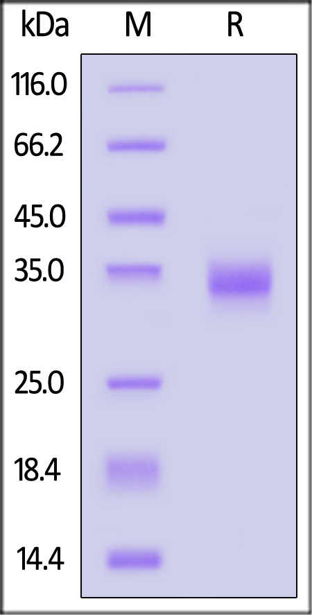 Spike RBD SDS-PAGE