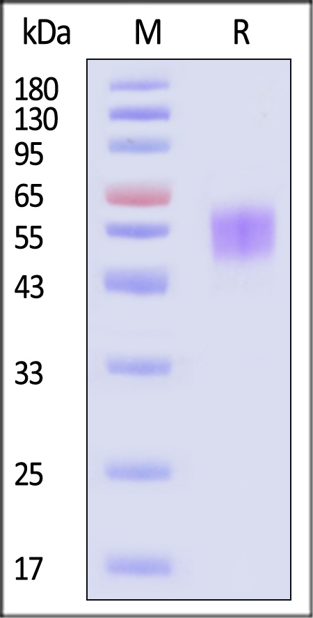 Spike NTD SDS-PAGE