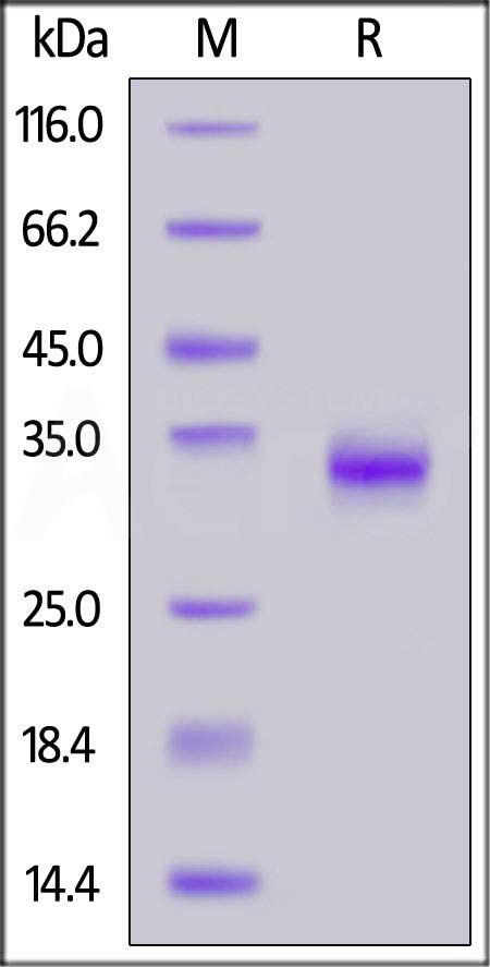 Spike RBD SDS-PAGE