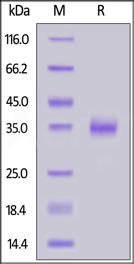 Spike RBD SDS-PAGE