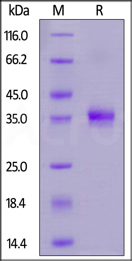 Spike RBD SDS-PAGE