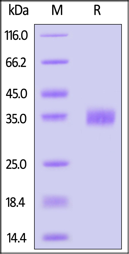 Spike RBD SDS-PAGE