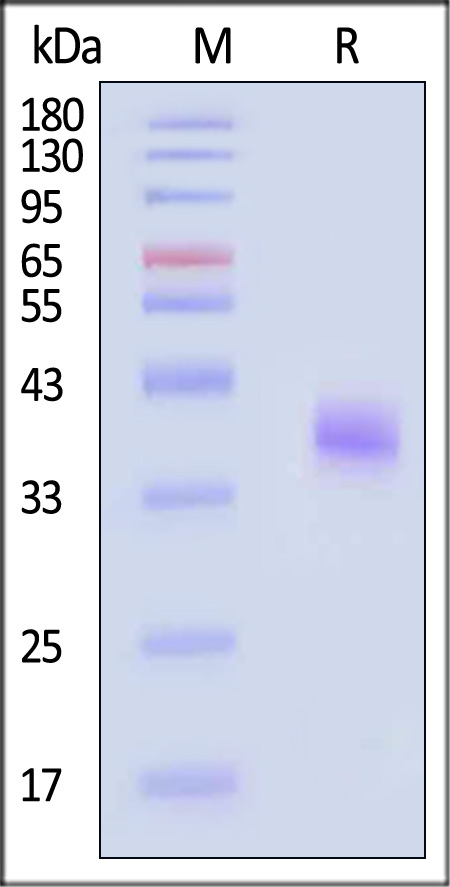 Spike RBD SDS-PAGE