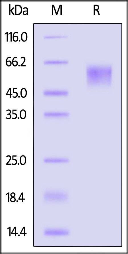 Spike NTD SDS-PAGE