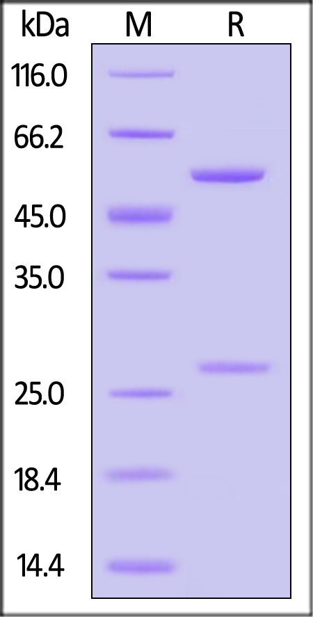 Spike RBD SDS-PAGE