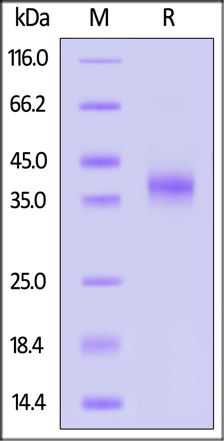 Spike RBD SDS-PAGE