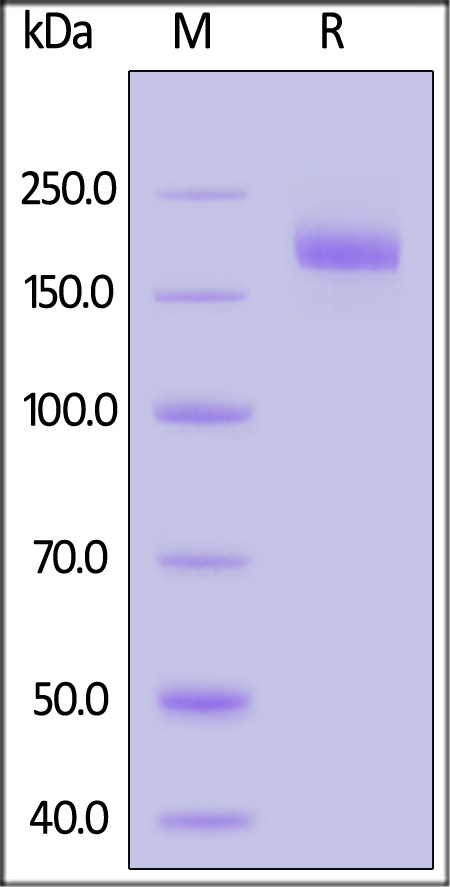 Spike protein SDS-PAGE