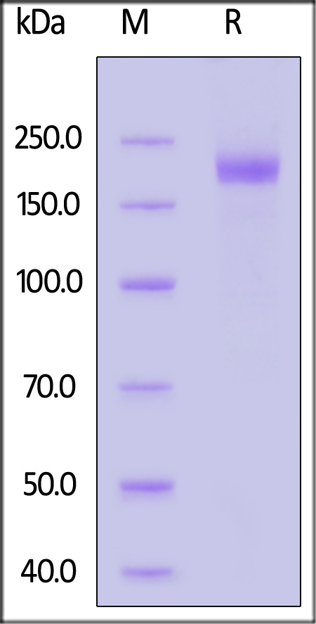 SPN-B52H6-sds