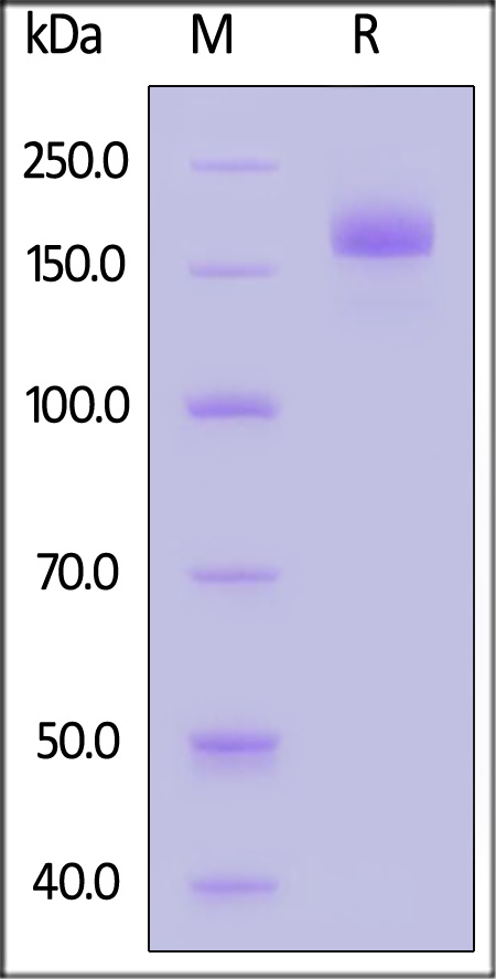 Spike protein SDS-PAGE